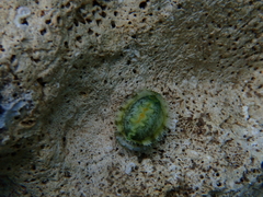 Haliotis tuberculata