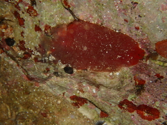 Ascidia mentula