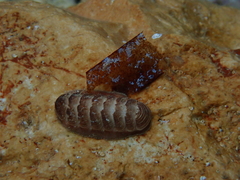 Lepidopleurus cajetanus