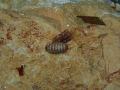 Lepidopleurus cajetanus