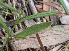 Senecio squarrosus