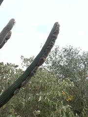 Espostoa