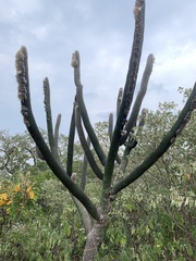 Espostoa