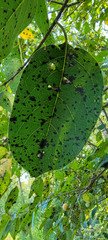 Pseudocercospora kaki