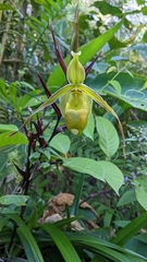 Phragmipedium