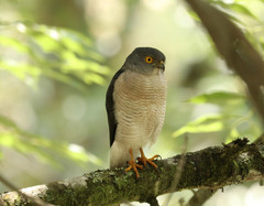 Accipiter francesiae