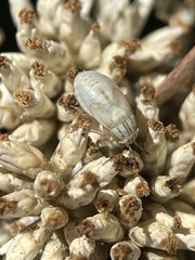 Germalus victoriae