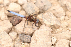 Orthetrum azureum