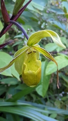 Phragmipedium