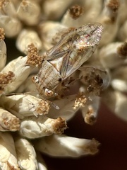 Germalus victoriae