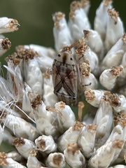 Germalus victoriae