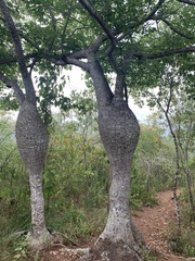 Ceiba insignis