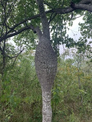 Ceiba insignis