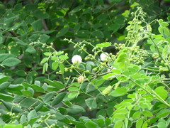 Leucaena trichodes