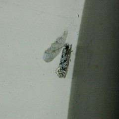 Nemapogon granella