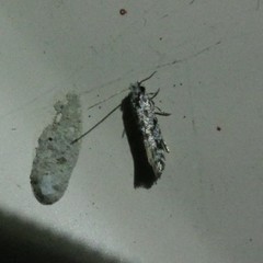Nemapogon granella