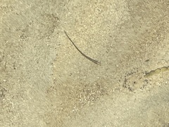 Stigmatopora nigra