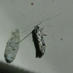 Nemapogon granella