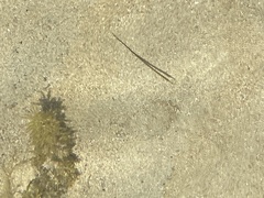 Stigmatopora nigra