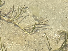 Stigmatopora nigra