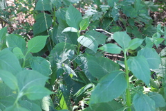 Phryma