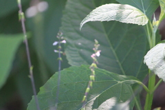 Phryma