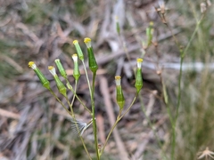 Senecio squarrosus