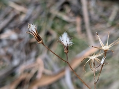 Senecio squarrosus