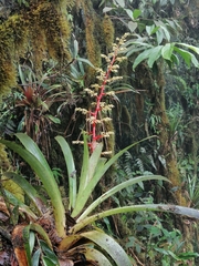 Guzmania diffusa