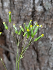 Senecio squarrosus