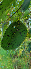 Pseudocercospora kaki