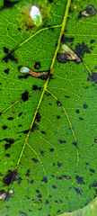 Pseudocercospora kaki