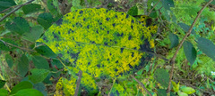 Pseudocercospora kaki
