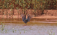 Egretta garzetta dimorpha