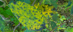Pseudocercospora kaki