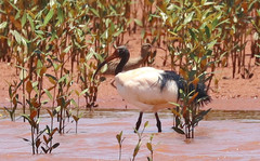 Threskiornis bernieri