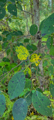 Pseudocercospora kaki