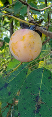 Pseudocercospora kaki