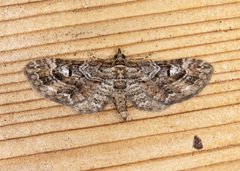 Eupithecia graefii