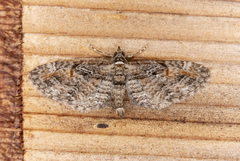 Eupithecia graefii