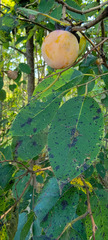 Pseudocercospora kaki