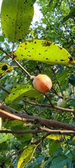 Pseudocercospora kaki
