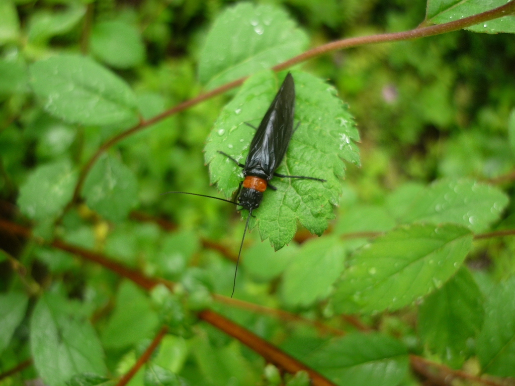 Sialis elegans