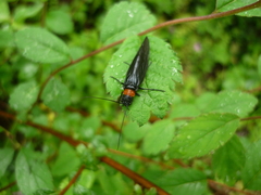 Sialis elegans