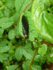 Sialis elegans