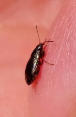 Telocoris