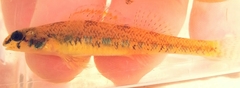Etheostoma stigmaeum