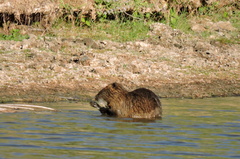 Myocastor coypus