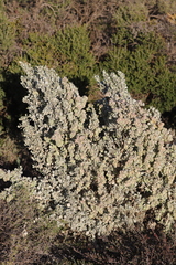Atriplex vesicaria