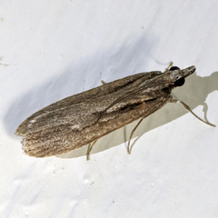 Scoparia meyrickii
